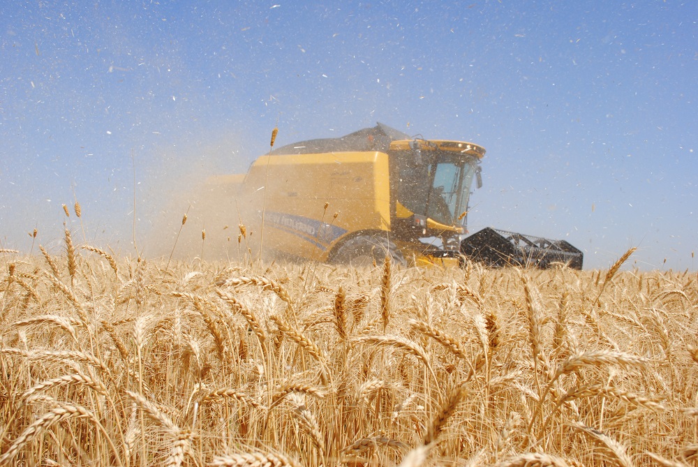 سالانه ۳۰درصد بذر مورد نیاز کشت از سوی دولت تامین می‌شود